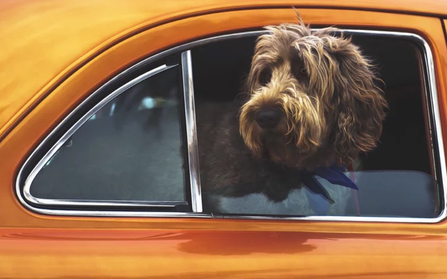 dog sticking its head out of a car window